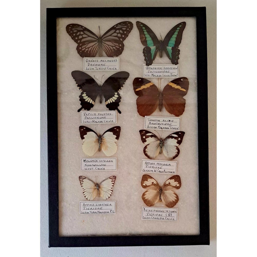 Genuine Vintage Butterfly Specimen Frame 8 Species Labeled Entomology Display
